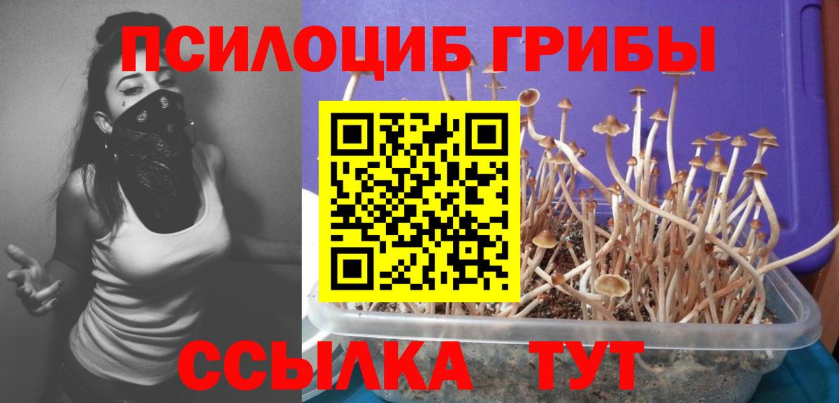 Псилоцибиновые грибы мицелий Александров